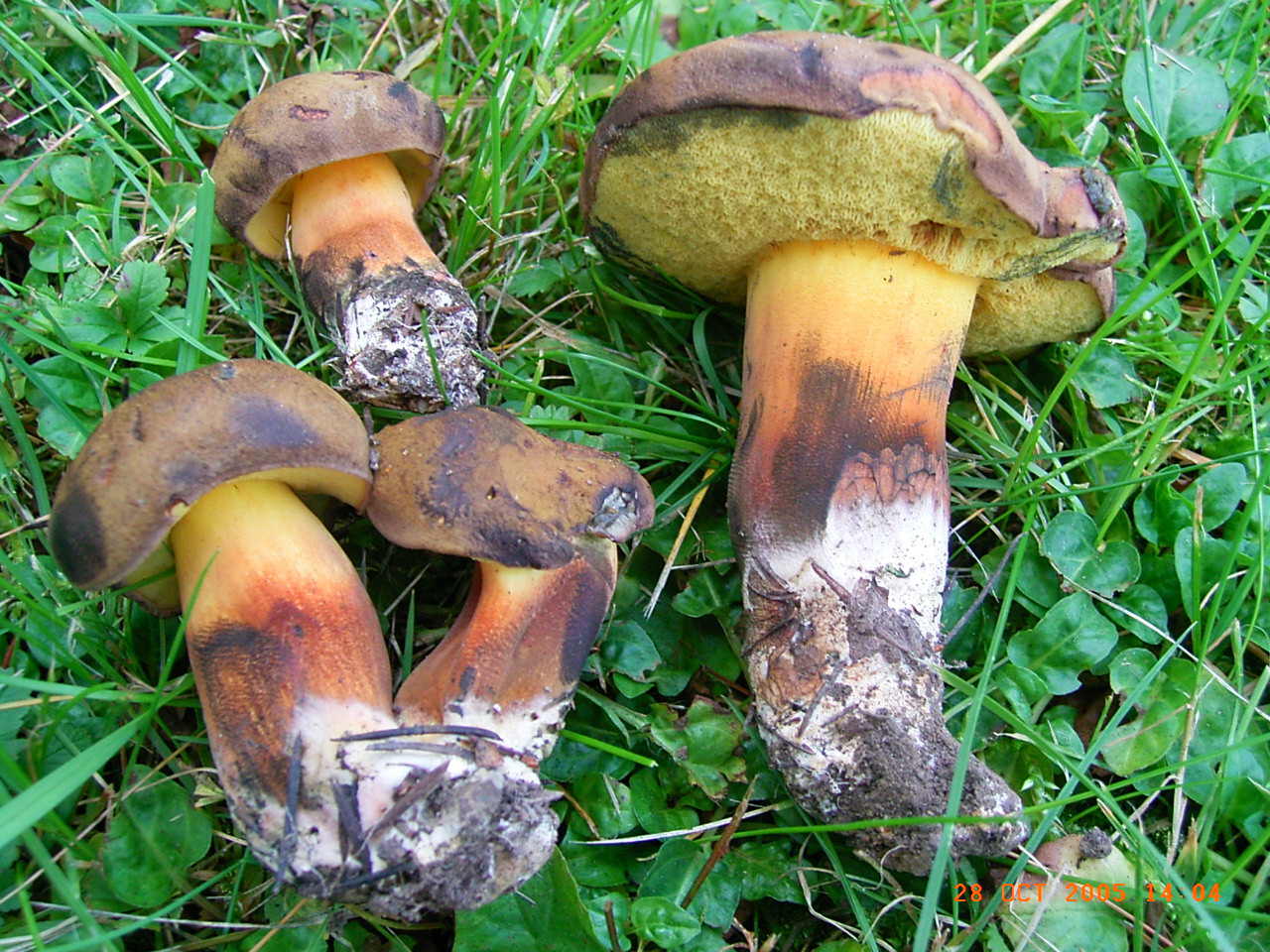 Boletus pulverulentus